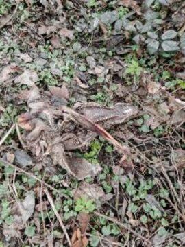 image000006_1774096012657