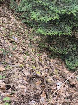 Messenger_creation_9C8301CE-8F20-40F2-B775-A32E78F6913A