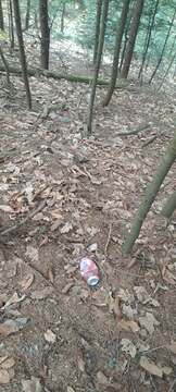 Messenger_creation_108A1914-14FB-422D-949E-FD213EB26390