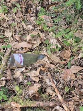 Messenger_creation_E26A2BFF-7C48-4C06-82EE-462850B7B5C6