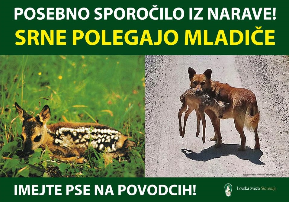srne-polegajo-mladice1
